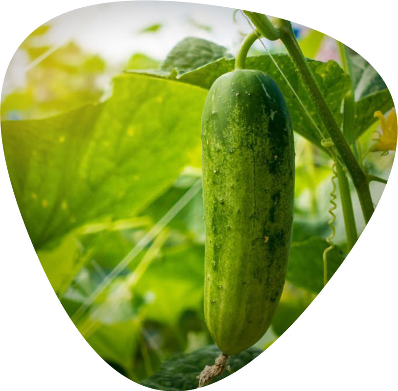 بهترین بذر خیار بوته ای فضای باز زمینی برای خرید بربارترین بذر ممتاز خیار سبز فضای باز مرغوب با کیفیت عالی تماس بگیرید. ارسال به کل کشور پربارترین بذر خیار فضای باز و انواع بذر خیار فضای باز و بذر خیار سبز فضای باز با قیمت مناسب بذر خیار فضای باز و بهترین بذر خیار برای فضای باز و مزرعه - خیارهای پارتنوکارپ