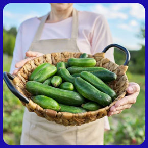 بهترین بذر خیار بوته ای فضای باز زمینی برای خرید بربارترین بذر ممتاز خیار سبز فضای باز مرغوب با کیفیت عالی تماس بگیرید. ارسال به کل کشور پربارترین بذر خیار فضای باز و انواع بذر خیار فضای باز و بذر خیار سبز فضای باز با قیمت مناسب بذر خیار فضای باز و بهترین بذر خیار برای فضای باز و مزرعه