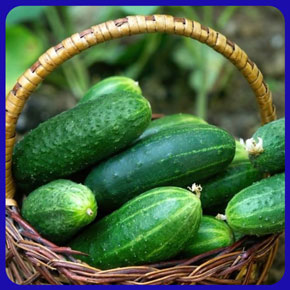 بذر خیار درختی + آموزش کامل روش کاشت و خرید اینترنتی بهترین نوع بذر اصلاح شده خیار سبز درختی با قیمت مناسب. با ارسال به سراسر کشور و مشاهده قیمت انواع بذر خیار درختی و خرید و فروش بذر خیار درختی و زمان کاشت بذر خیار درختی و نحوه کاشت بذر خیار درختی و کاشت بذر خیار درختی در گلدان و بذر خیار درختی ناگین هلند و بذر خیار درختی کیهان و بذر خیار درختی نگین و بذر خیار درختی گوهر - بذر خیار درختی