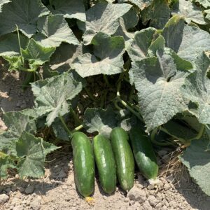 خیار دایا (ِDAYA)