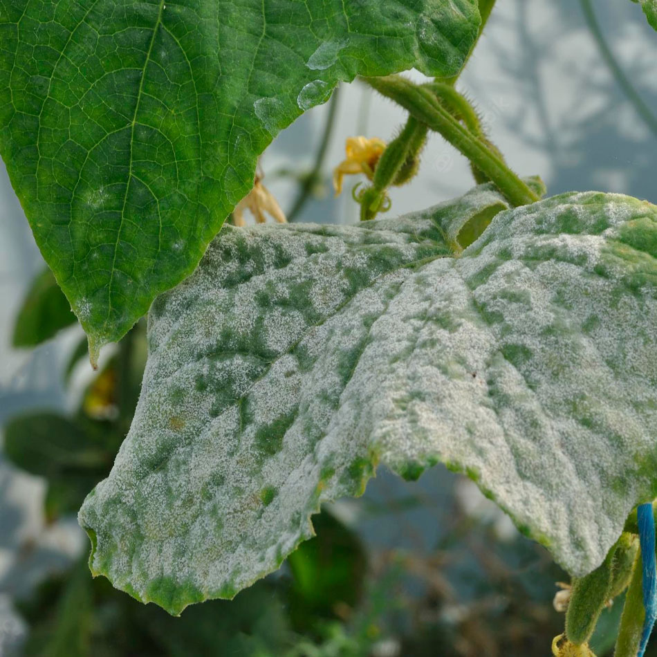 بهترین بذر خیار و معرفی بهترین بذر خیار ایرانی و پربارترین بذر خیار خارجی و مرغوب‌ترین بذر خیار پارتنوکارپ و بهترین بذر خیار سبز محلی-بیماری کپک پودری خیار