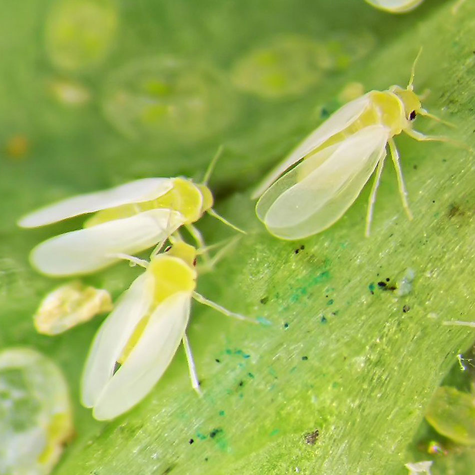بهترین بذر خیار و معرفی بهترین بذر خیار ایرانی و پربارترین بذر خیار خارجی و مرغوب‌ترین بذر خیار پارتنوکارپ و بهترین بذر خیار سبز محلی-بیماری مگس سفید خیار