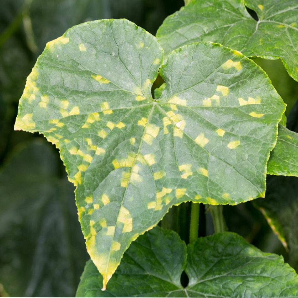 بهترین بذر خیار و معرفی بهترین بذر خیار ایرانی و پربارترین بذر خیار خارجی و مرغوب‌ترین بذر خیار پارتنوکارپ و بهترین بذر خیار سبز محلی-بیماری موزاییک خیار-بیماری کپک پودری خیار