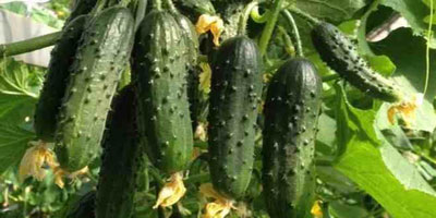 بهترین بذر خیار و معرفی بهترین بذر خیار ایرانی و پربارترین بذر خیار خارجی و مرغوب‌ترین بذر خیار پارتنوکارپ و بهترین بذر خیار سبز محلی-بذر خیار سبز پر گل