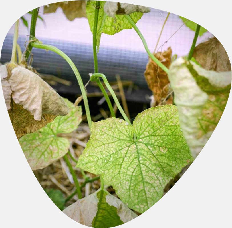 بذر خیار گلخانه ای و بهترین بذر خیار گلخانه ای و معرفی بهترین نوع بذر خیار گلخانه ای تک گل میان گل و پرگل و تهیه انواع بذر خیار بدون واسطه و انواع بذر خیار گلخانه ای بهاره و بذر خیار گلخانه ای مقاوم به سرما و بهترین بذر خیار گلخانه ای پاییزه و طریقه کاشت بذر خیار گلخانه ای - بوتریتیس