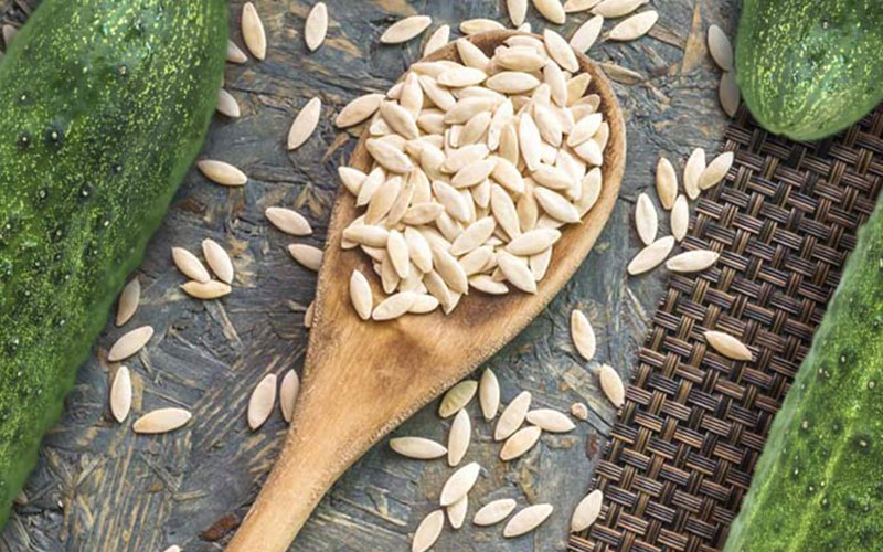 بذر خیار گلخانه ای و بهترین بذر خیار گلخانه ای و معرفی بهترین نوع بذر خیار گلخانه ای تک گل میان گل و پرگل و تهیه انواع بذر خیار بدون واسطه و انواع بذر خیار گلخانه ای بهاره و بذر خیار گلخانه ای مقاوم به سرما و بهترین بذر خیار گلخانه ای پاییزه و طریقه کاشت بذر خیار گلخانه ای - اهمیت دقت در انتخاب بهترین نوع بذر خیار گلخانه ای