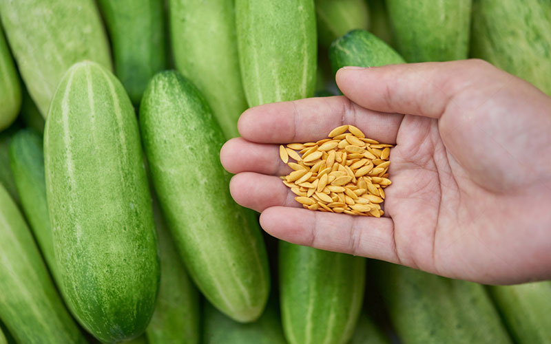 بذر خیار گلخانه ای و بهترین بذر خیار گلخانه ای و معرفی بهترین نوع بذر خیار گلخانه ای تک گل میان گل و پرگل و تهیه انواع بذر خیار بدون واسطه و انواع بذر خیار گلخانه ای بهاره و بذر خیار گلخانه ای مقاوم به سرما و بهترین بذر خیار گلخانه ای پاییزه و طریقه کاشت بذر خیار گلخانه ای - نکات مهم در انتخاب بهترین نوع بذر خیار گلخانه ای
