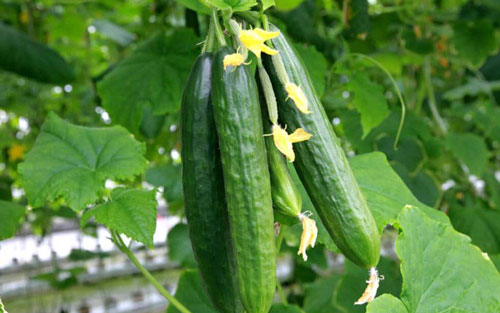 بذر خیار گلخانه ای و بهترین بذر خیار گلخانه ای و معرفی بهترین نوع بذر خیار گلخانه ای تک گل میان گل و پرگل و تهیه انواع بذر خیار بدون واسطه و انواع بذر خیار گلخانه ای بهاره و بذر خیار گلخانه ای مقاوم به سرما و بهترین بذر خیار گلخانه ای پاییزه و طریقه کاشت بذر خیار گلخانه ای - بذر خیار گلخانه‌ای پرگل