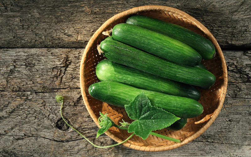 The-Best-Type-of-Greenhouse-Cucumber-Seeds-Introducing-the-Best-Greenhouse-Cucumber-Seeds بذر خیار گلخانه ای و بهترین بذر خیار گلخانه ای و معرفی بهترین نوع بذر خیار گلخانه ای تک گل میان گل و پرگل و تهیه انواع بذر خیار بدون واسطه و انواع بذر خیار گلخانه ای بهاره و بذر خیار گلخانه ای مقاوم به سرما و بهترین بذر خیار گلخانه ای پاییزه و طریقه کاشت بذر خیار گلخانه ای - معرفی بهترین بذر خیار گلخانه ای