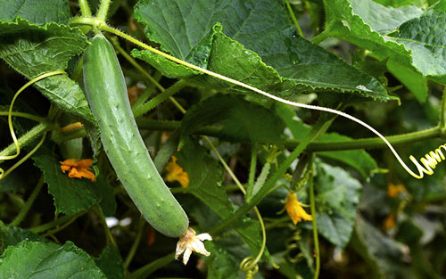 بذر خیار گلخانه ای و بهترین بذر خیار گلخانه ای و معرفی بهترین نوع بذر خیار گلخانه ای تک گل میان گل و پرگل و تهیه انواع بذر خیار بدون واسطه و انواع بذر خیار گلخانه ای بهاره و بذر خیار گلخانه ای مقاوم به سرما و بهترین بذر خیار گلخانه ای پاییزه و طریقه کاشت بذر خیار گلخانه ای - بذر خیار گلخانه‌ای تک‌گل