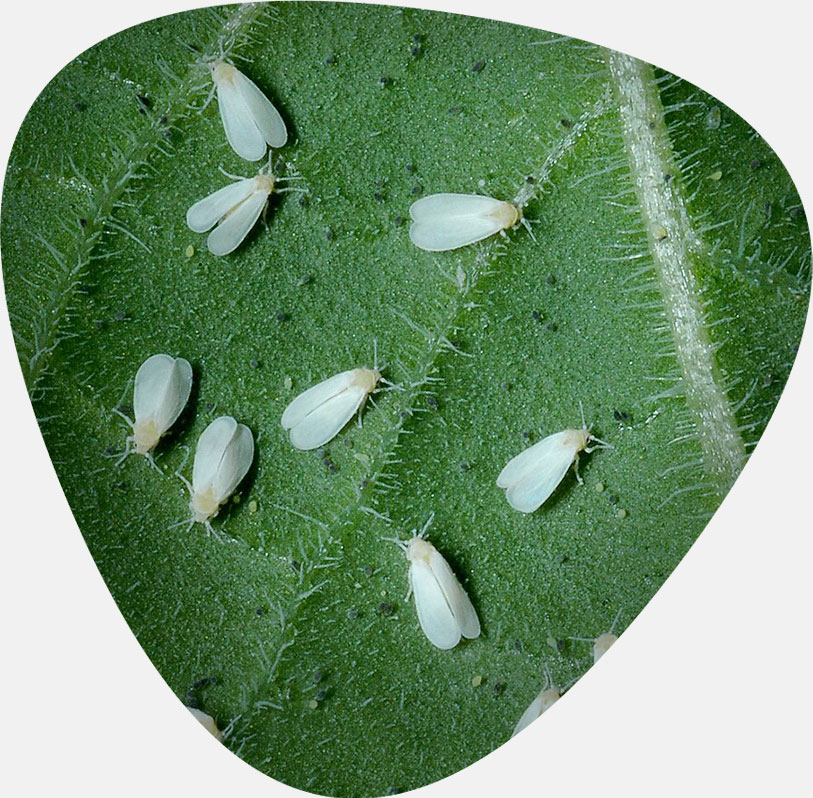 بذر خیار گلخانه ای و بهترین بذر خیار گلخانه ای و معرفی بهترین نوع بذر خیار گلخانه ای تک گل میان گل و پرگل و تهیه انواع بذر خیار بدون واسطه و انواع بذر خیار گلخانه ای بهاره و بذر خیار گلخانه ای مقاوم به سرما و بهترین بذر خیار گلخانه ای پاییزه و طریقه کاشت بذر خیار گلخانه ای - مگس سفید