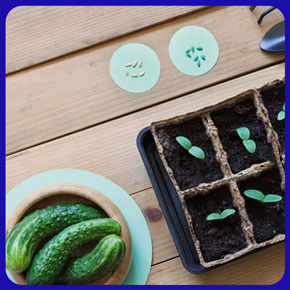 The-Best-Type-of-Greenhouse-Cucumber-Seeds بذر خیار گلخانه ای و بهترین بذر خیار گلخانه ای و معرفی بهترین نوع بذر خیار گلخانه ای تک گل میان گل و پرگل و تهیه انواع بذر خیار بدون واسطه و انواع بذر خیار گلخانه ای بهاره و بذر خیار گلخانه ای مقاوم به سرما و بهترین بذر خیار گلخانه ای پاییزه و طریقه کاشت بذر خیار گلخانه ای