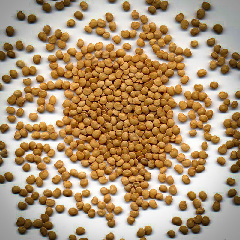 فروش بذر بادمجان و فروش بذر بادمجان گلخانه ای به صورت عمده و جزیی به همراه لیست قیمت روز و مشاوره رایگان قیمت بذر بادمجان + ارسال سریع فروش بذر بادمجان فروش انواع بذر بادمجان فروش بذر بادمجان شانتال فروش بذر بادمجان ژاپنی فروش بذر بادمجان کلش فروش بذر بادمجان خارجی فروش بهترین بذر بادمجان -فروش بذر بادمجان عمده