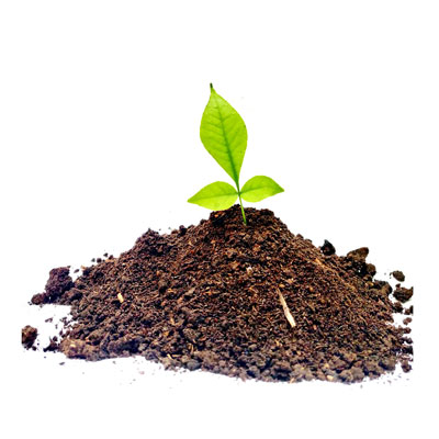 بذر بادمجان قلمی و آموزش کامل روش کاشت بذر بادمجان سیاه قلمی و خرید اینترنتی بهترین نوع بذر بادمجان قلمی با قیمت مناسب و ارسال به سراسر کشور بذر بادمجان قلمی بذر بادمجان قلمی ژاپنی بذر بادمجان قلمی کلش بذر بادمجان قلمی سیاه بذر بادمجان قلمی ویلمورین بذر بادمجان قلمی چاه بلند عنبری بذر بادمجان قلمی منصوری بذر بادمجان قلمی پارسید-سیستم کوددهی منظم برای گیاه در نظر بگیرید