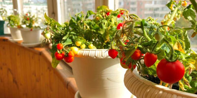 خرید بذر گوجه چری قرمز گیلاسی عمده و جزیی و قیمت خرید بذر گوجه قرمز گیلاسی گلخانه ای و نحوه کاشت بذر گوجه گیلاسی مشاوره رایگان و ارسال سریع خرید بذر گوجه گیلاسی خرید بذر گوجه گیلاسی گلدانی قیمت بذر گوجه گیلاسی خرید بذر گوجه فرنگی تهیه بذر گوجه گیلاسی خرید بذر گوجه فرنگی گلخانه ای بذر گوجه گیلاسی بذر گوجه گیلاسی گلخانه ای بذر گوجه گیلاسی گلدانی بذر گوجه گیلاسی فضای باز بذر گوجه گیلاسی بذر گوجه گیلاسی سیاه بذر گوجه گیلاسی خوشه ای بذر گوجه گیلاسی زرد بذر گوجه گیلاسی قرمز بذر گوجه گیلاسی زیتونی -بذر گوجه گیلاسی گلدانی