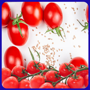 خرید بذر گوجه چری قرمز گیلاسی عمده و جزیی و قیمت خرید بذر گوجه قرمز گیلاسی گلخانه ای و نحوه کاشت بذر گوجه گیلاسی مشاوره رایگان و ارسال سریع خرید بذر گوجه گیلاسی خرید بذر گوجه گیلاسی گلدانی قیمت بذر گوجه گیلاسی خرید بذر گوجه فرنگی تهیه بذر گوجه گیلاسی خرید بذر گوجه فرنگی گلخانه ای بذر گوجه گیلاسی بذر گوجه گیلاسی گلخانه ای بذر گوجه گیلاسی گلدانی بذر گوجه گیلاسی فضای باز بذر گوجه گیلاسی بذر گوجه گیلاسی سیاه بذر گوجه گیلاسی خوشه ای بذر گوجه گیلاسی زرد بذر گوجه گیلاسی قرمز بذر گوجه گیلاسی زیتونی