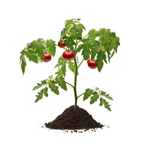 خرید و فروش بذر گوجه فرنگی و خرید بذر گوجه به صورت عمده و جزیی به همراه لیست قیمت روز و مشاوره رایگان خرید بذر گلخانه ای + ارسال سریع بذر گوجه خرید بذر گوجه بذر گوجه فرنگی خرید بذر گوجه فرنگی فروش بذر گوجه فرنگیخرید و فروش بذر گوجه فرنگی فروشگاه بذر گوجه کاشت بذر گوجه فرنگی خرید بذر گوجه فرنگی گلخانه ای خرید بذر گوجه فرنگی بریویو خرید بذر گوجه فرنگی درختی خرید بذر گوجه فرنگی خرید بذر جدید گوجه فرنگی خرید بذر گوجه فرنگی مارول خرید بذر گوجه 6108 خرید بذر گوجه ۶۶۹۹ خرید بذر گوجه 6189 خرید بذر گوجه 911 - اندازه و شکل گیاه