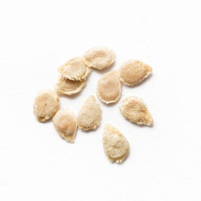 خرید و فروش بذر گوجه فرنگی و خرید بذر گوجه به صورت عمده و جزیی به همراه لیست قیمت روز و مشاوره رایگان خرید بذر گلخانه ای + ارسال سریع بذر گوجه خرید بذر گوجه بذر گوجه فرنگی خرید بذر گوجه فرنگی فروش بذر گوجه فرنگیخرید و فروش بذر گوجه فرنگی فروشگاه بذر گوجه کاشت بذر گوجه فرنگی خرید بذر گوجه فرنگی گلخانه ای خرید بذر گوجه فرنگی بریویو خرید بذر گوجه فرنگی درختی خرید بذر گوجه فرنگی خرید بذر جدید گوجه فرنگی خرید بذر گوجه فرنگی مارول خرید بذر گوجه 6108 خرید بذر گوجه ۶۶۹۹ خرید بذر گوجه 6189 خرید بذر گوجه 911