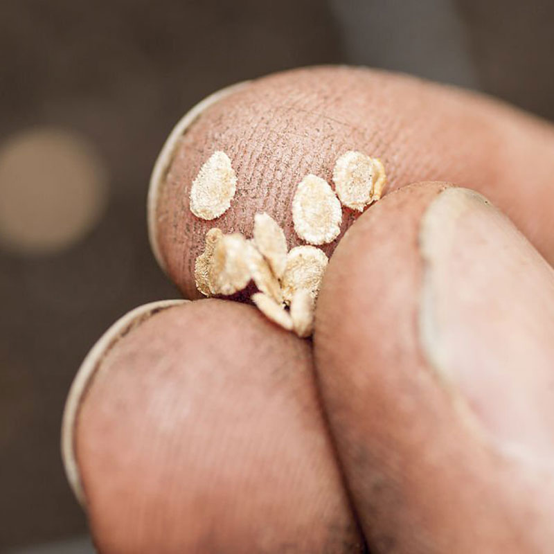 بذر گوجه پربار پرمحصول و آموزش کامل روش کاشت و خرید اینترنتی بهترین نوع بذر گوجه پربار پرمحصول با قیمت مناسب و ارسال به سراسر کشور بذر گوجه پربار پربارترین بذر گوجه فرنگی بذر گوجه زودرس پربار بذر گوجه فرنگی پربار ۸۲۲ لئوناردو پربارترین بذر گوجه بروبیا پربارترین بذر گوجه فرنگی گلخانه ای پربارترین بذر گوجه فرنگی فضای باز پربارترین بذر گوجه بذر گوجه پرمحصول بذر گوجه فرنگی پرمحصول ریوگراند بذر گوجه فرنگی پرمحصول انواع بذر گوجه فرنگی پر محصول پرمحصول ترین بذر گوجه فرنگی - نکات مهم برای کاشت بذر گوجه پرمحصول