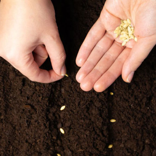 بذر خیار سبز و نحوه کاشت و برداشت خیار سبز و لیست قیمت بهترین بذر خیار سبز درختی و زمینی و گلخانه ای به همراه خرید اینترنتی و مشاوره رایگان بهترین بذر خیار سبز قیمت بذر خیار سبز بهترین بذر خیار سبز زمینی بهترین بذر خیار سبز محلی کاشت بذر خیار سبز خرید بذر خیار سبز بذر خیار سبز گلخانه ای بذر اصلاح شده خیار سبز بذر خیار سبز فضای باز بذر خیار چنبر سبز بذر خیار سبز درختی قیمت بذر خیار سبز درختی خیار سبز قلمی - کاشت مستقیم بذر خیار سبز