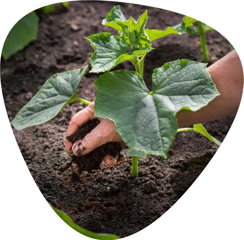 بذر خیار سبز و نحوه کاشت و برداشت خیار سبز و لیست قیمت بهترین بذر خیار سبز درختی و زمینی و گلخانه ای به همراه خرید اینترنتی و مشاوره رایگان بهترین بذر خیار سبز قیمت بذر خیار سبز بهترین بذر خیار سبز زمینی بهترین بذر خیار سبز محلی کاشت بذر خیار سبز خرید بذر خیار سبز بذر خیار سبز گلخانه ای بذر اصلاح شده خیار سبز بذر خیار سبز فضای باز بذر خیار چنبر سبز بذر خیار سبز درختی قیمت بذر خیار سبز درختی خیار سبز قلمی - نکات مهم برای نگهداری از بوته خیار سبز