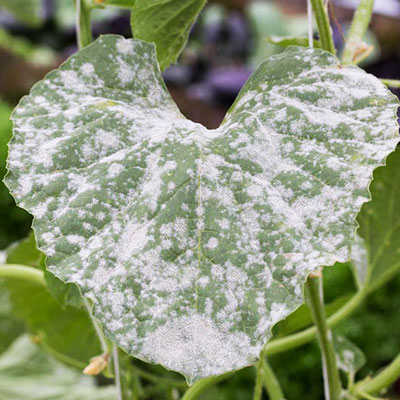بذر خیار سبز و نحوه کاشت و برداشت خیار سبز و لیست قیمت بهترین بذر خیار سبز درختی و زمینی و گلخانه ای به همراه خرید اینترنتی و مشاوره رایگان بهترین بذر خیار سبز قیمت بذر خیار سبز بهترین بذر خیار سبز زمینی بهترین بذر خیار سبز محلی کاشت بذر خیار سبز خرید بذر خیار سبز بذر خیار سبز گلخانه ای بذر اصلاح شده خیار سبز بذر خیار سبز فضای باز بذر خیار چنبر سبز بذر خیار سبز درختی قیمت بذر خیار سبز درختی خیار سبز قلمی - سفیدک پودری