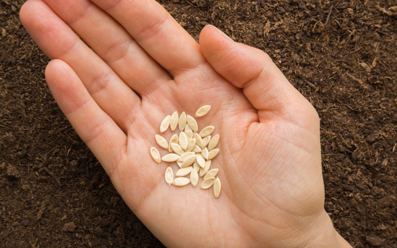 بذر خیار سبز و نحوه کاشت و برداشت خیار سبز و لیست قیمت بهترین بذر خیار سبز درختی و زمینی و گلخانه ای به همراه خرید اینترنتی و مشاوره رایگان بهترین بذر خیار سبز قیمت بذر خیار سبز بهترین بذر خیار سبز زمینی بهترین بذر خیار سبز محلی کاشت بذر خیار سبز خرید بذر خیار سبز بذر خیار سبز گلخانه ای بذر اصلاح شده خیار سبز بذر خیار سبز فضای باز بذر خیار چنبر سبز بذر خیار سبز درختی قیمت بذر خیار سبز درختی خیار سبز قلمی - آماده‌سازی بذر خیار سبز قبل از کاشت