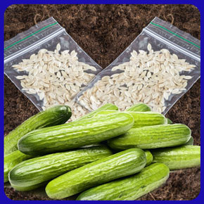 بذر خیار سبز و نحوه کاشت و برداشت خیار سبز و لیست قیمت بهترین بذر خیار سبز درختی و زمینی و گلخانه ای به همراه خرید اینترنتی و مشاوره رایگان بهترین بذر خیار سبز قیمت بذر خیار سبز بهترین بذر خیار سبز زمینی بهترین بذر خیار سبز محلی کاشت بذر خیار سبز خرید بذر خیار سبز بذر خیار سبز گلخانه ای بذر اصلاح شده خیار سبز بذر خیار سبز فضای باز بذر خیار چنبر سبز بذر خیار سبز درختی قیمت بذر خیار سبز درختی خیار سبز قلمی