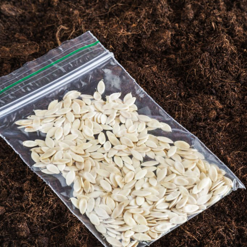 کاشت دانه بذر خیار و روش کاشت بذر خیار در سینی نشا و نحوه کاشت بذر خیار در باغچه و زمان مناسب آماده سازی بذر خیار سفارش آنلاین مشاوره رایگان نحوه کاشت بذر خیار در باغچه نحوه کاشت بذر خیار در گلدانکاشت بذر خیار در خانه روش کاشت بذر خیار در سینی نشا کاشت بذر خیار در آپارتمان کاشت بذر خیار در زمین روش کاشت بذر خیار گلخانه ای زمان کاشت بذر خیار نحوه کاشت بذر خیار بوته ای روش کاشت خیار درختی روش کاشت خیار زمینی فاصله کاشت بذر خیار نحوه کاشت بذر خیار چنبر زمان کاشت بذر خیار چنبر نحوه کاشت بذر خیار لیمویی روش کاشت بذر خیار آفریقایی نحوه کاشت بذر خیار اصفهانی نحوه کاشت خیار بدون بذر چگونگی کاشت خیار پر محصول خاک مناسب برای کاشت بذر خیار خیساندن بذر خیار قبل از کاشت نحوه کاشت بذر خیار در خانه روش کاشت بذر خیار در خانه کاشت بذر خیار در گلدان کاشت بذر خیار در سینی نشا کاشت بذر خیار درختی کاشت بذر خیار در مزرعه نحوه کاشت بذر خیار در مزرعه - بهترین روش انتخاب بذر خیار برای کاشت