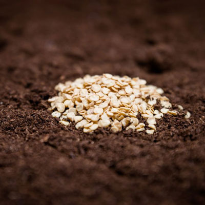 بهترین بذر گوجه فرنگی گلخانه ای و معرفی انواع بذر گوجه فرنگی گلخانه و قیمت بذر گوجه گلخانه و سفارش آنلاین بذر گوجه فرنگی گلخانه‌ای با مشخصات بهترین بذر گوجه فرنگی گلخانه ای قیمت بذر گوجه فرنگی گلخانه ای ازمیر بهترین بذر گوجه فرنگی گلخانه گلخانه گوجه فرنگی بهترین بذر گوجه گلخانه ای پرورش گوجه فرنگی گلخانه ای کاشت بذر گوجه فرنگی گلخانه ای گلخانه گوجه بهترین بذر گوجه فرنگی در ایران بهترین بذر گوجه فرنگی برای رب بهترین گوجه فرنگی برای رب بهترین بذر گوجه فرنگی برای صادرات بهترین بذر گوجه فرنگی فضای باز کشت گوجه گلخانه ای قیمت بذر گوجه فرنگی گلخانه ای نیوتن بهترین نوع بذر گوجه فرنگی گلخانه ای مزرعه گوجه فرنگی - روش کاشت مستقیم بذر گوجه فرنگی گلخانه‌ای