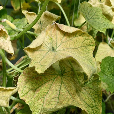 قیمت بذر خیار بوته ای و بررسی هزینه انواع بذرهای آرکا بذر ایرانیان، وانیا سید، پردیس سبز برای کشت خیار بوته ای + سفارش آنلاین مشاوره رایگان قیمت بذر خیار آمریکایی بذر خیار بوته ای پربار قیمت بذر خیار گلخانه ای قیمت هر کیلو بذر خیار فرق خیار بوته ای و درختی بذر خیار پر بار قیمت بذر خیار بوته ای قیمت خیار بوته ای امروز قیمت خیار بوته ای ریز قیمت خیار بوته ای بذر خیار بوته ای پربار بوته خرید خیار بوته ای خیار بوته ای خیار بوته ای قیمت خرید بذر خیار بوته ای خرید بوته خیار خیار بوته ای ریز بذر خیار بوته ای کشت خیار گلخانه ای قیمت بذر خیار ویولا بوته ی خیار بوته ی خیار چنبر بذر خیار 2n قیمت خیار بذر خیار - پژمردگی باکتریایی