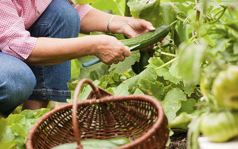 قیمت بذر خیار بوته ای و بررسی هزینه انواع بذرهای آرکا بذر ایرانیان، وانیا سید، پردیس سبز برای کشت خیار بوته ای + سفارش آنلاین مشاوره رایگان قیمت بذر خیار آمریکایی بذر خیار بوته ای پربار قیمت بذر خیار گلخانه ای قیمت هر کیلو بذر خیار فرق خیار بوته ای و درختی بذر خیار پر بار قیمت بذر خیار بوته ای قیمت خیار بوته ای امروز قیمت خیار بوته ای ریز قیمت خیار بوته ای بذر خیار بوته ای پربار بوته خرید خیار بوته ای خیار بوته ای خیار بوته ای قیمت خرید بذر خیار بوته ای خرید بوته خیار خیار بوته ای ریز بذر خیار بوته ای کشت خیار گلخانه ای قیمت بذر خیار ویولا بوته ی خیار بوته ی خیار چنبر بذر خیار 2n قیمت خیار بذر خیار - نحوه برداشت خیار بوته‌ای