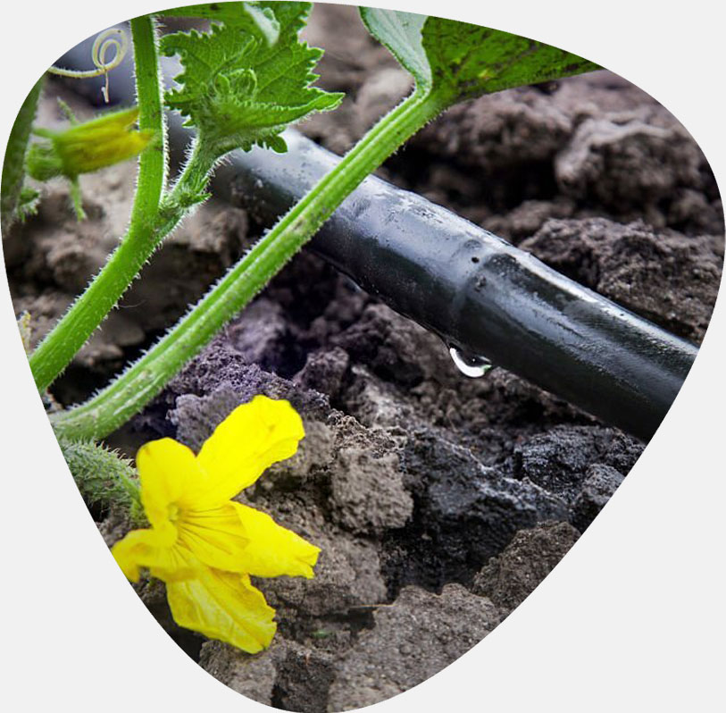 قیمت بذر خیار بوته ای و بررسی هزینه انواع بذرهای آرکا بذر ایرانیان، وانیا سید، پردیس سبز برای کشت خیار بوته ای + سفارش آنلاین مشاوره رایگان قیمت بذر خیار آمریکایی بذر خیار بوته ای پربار قیمت بذر خیار گلخانه ای قیمت هر کیلو بذر خیار فرق خیار بوته ای و درختی بذر خیار پر بار قیمت بذر خیار بوته ای قیمت خیار بوته ای امروز قیمت خیار بوته ای ریز قیمت خیار بوته ای بذر خیار بوته ای پربار بوته خرید خیار بوته ای خیار بوته ای خیار بوته ای قیمت خرید بذر خیار بوته ای خرید بوته خیار خیار بوته ای ریز بذر خیار بوته ای کشت خیار گلخانه ای قیمت بذر خیار ویولا بوته ی خیار بوته ی خیار چنبر بذر خیار 2n قیمت خیار بذر خیار - نحوه آبیاری بذر خیار بوته‌ای