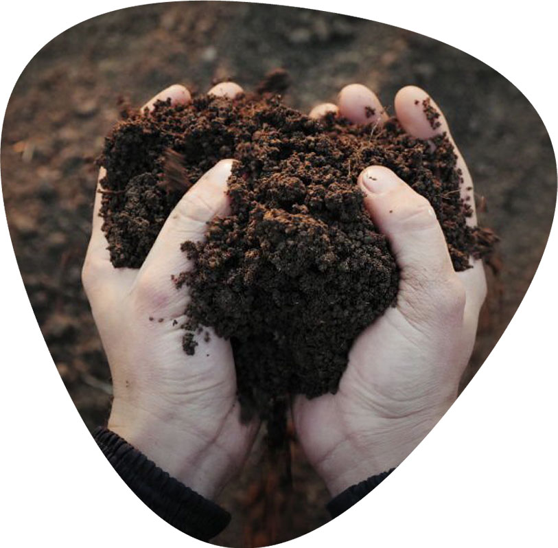 قیمت بذر خیار بوته ای و بررسی هزینه انواع بذرهای آرکا بذر ایرانیان، وانیا سید، پردیس سبز برای کشت خیار بوته ای + سفارش آنلاین مشاوره رایگان قیمت بذر خیار آمریکایی بذر خیار بوته ای پربار قیمت بذر خیار گلخانه ای قیمت هر کیلو بذر خیار فرق خیار بوته ای و درختی بذر خیار پر بار قیمت بذر خیار بوته ای قیمت خیار بوته ای امروز قیمت خیار بوته ای ریز قیمت خیار بوته ای بذر خیار بوته ای پربار بوته خرید خیار بوته ای خیار بوته ای خیار بوته ای قیمت خرید بذر خیار بوته ای خرید بوته خیار خیار بوته ای ریز بذر خیار بوته ای کشت خیار گلخانه ای قیمت بذر خیار ویولا بوته ی خیار بوته ی خیار چنبر بذر خیار 2n قیمت خیار بذر خیار - مراحل آماده‌سازی خاک برای کاشت بذر خیار بوته‌ای