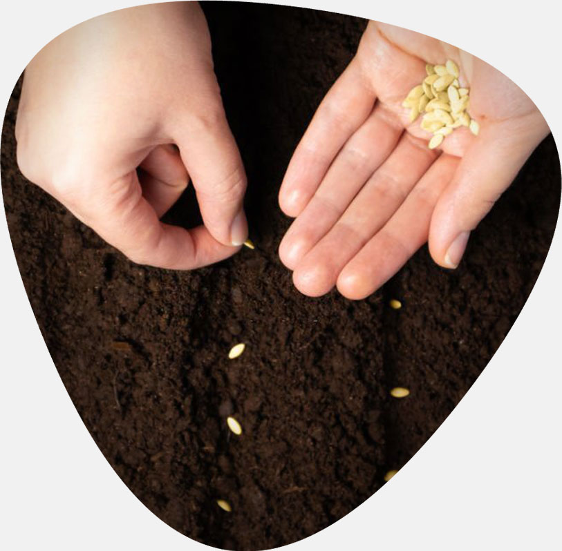 قیمت بذر خیار بوته ای و بررسی هزینه انواع بذرهای آرکا بذر ایرانیان، وانیا سید، پردیس سبز برای کشت خیار بوته ای + سفارش آنلاین مشاوره رایگان قیمت بذر خیار آمریکایی بذر خیار بوته ای پربار قیمت بذر خیار گلخانه ای قیمت هر کیلو بذر خیار فرق خیار بوته ای و درختی بذر خیار پر بار قیمت بذر خیار بوته ای قیمت خیار بوته ای امروز قیمت خیار بوته ای ریز قیمت خیار بوته ای بذر خیار بوته ای پربار بوته خرید خیار بوته ای خیار بوته ای خیار بوته ای قیمت خرید بذر خیار بوته ای خرید بوته خیار خیار بوته ای ریز بذر خیار بوته ای کشت خیار گلخانه ای قیمت بذر خیار ویولا بوته ی خیار بوته ی خیار چنبر بذر خیار 2n قیمت خیار بذر خیار - بهترین زمان برای کاشت بذر خیار بوته‌ای