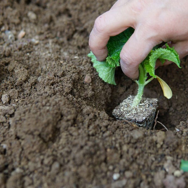 قیمت بذر خیار بوته ای و بررسی هزینه انواع بذرهای آرکا بذر ایرانیان، وانیا سید، پردیس سبز برای کشت خیار بوته ای + سفارش آنلاین مشاوره رایگان قیمت بذر خیار آمریکایی بذر خیار بوته ای پربار قیمت بذر خیار گلخانه ای قیمت هر کیلو بذر خیار فرق خیار بوته ای و درختی بذر خیار پر بار قیمت بذر خیار بوته ای قیمت خیار بوته ای امروز قیمت خیار بوته ای ریز قیمت خیار بوته ای بذر خیار بوته ای پربار بوته خرید خیار بوته ای خیار بوته ای خیار بوته ای قیمت خرید بذر خیار بوته ای خرید بوته خیار خیار بوته ای ریز بذر خیار بوته ای کشت خیار گلخانه ای قیمت بذر خیار ویولا بوته ی خیار بوته ی خیار چنبر بذر خیار 2n قیمت خیار بذر خیار - فاصله مناسب برای کاشت بذر خیار بوته‌ای