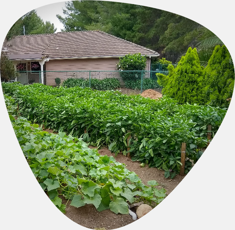 قیمت بذر خیار بوته ای و بررسی هزینه انواع بذرهای آرکا بذر ایرانیان، وانیا سید، پردیس سبز برای کشت خیار بوته ای + سفارش آنلاین مشاوره رایگان قیمت بذر خیار آمریکایی بذر خیار بوته ای پربار قیمت بذر خیار گلخانه ای قیمت هر کیلو بذر خیار فرق خیار بوته ای و درختی بذر خیار پر بار قیمت بذر خیار بوته ای قیمت خیار بوته ای امروز قیمت خیار بوته ای ریز قیمت خیار بوته ای بذر خیار بوته ای پربار بوته خرید خیار بوته ای خیار بوته ای خیار بوته ای قیمت خرید بذر خیار بوته ای خرید بوته خیار خیار بوته ای ریز بذر خیار بوته ای کشت خیار گلخانه ای قیمت بذر خیار ویولا بوته ی خیار بوته ی خیار چنبر بذر خیار 2n قیمت خیار بذر خیار - لزوم حذف علف‌های هرز در پای بوته خیار