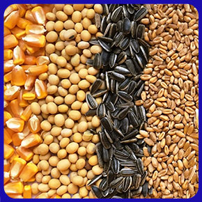 خرید بذر هیبرید و معرفی انواع بذر هیبرید در ایران و خرید اینترنتی بهترین نوع بذر هیبریدی و گلخانه ای با قیمت مناسب و ارسال به سراسر کشور