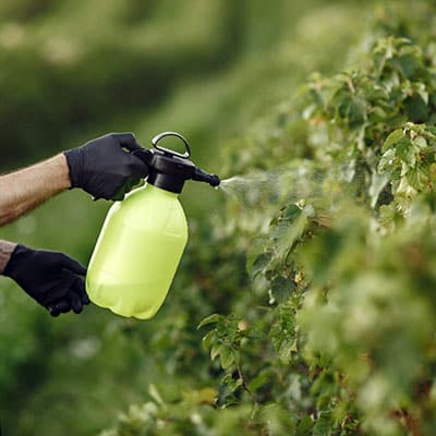 خرید انواع بذر گلخانه ای و بذر گلخانه ای گوجه و بذر گلخانه ای خیار و بذر ملون گلخانه ای و بذر بادمجان گلخانه ای و بذر فلفل گلخانه ای - کودهای برگی