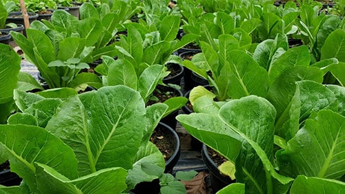 خرید انواع بذر گلخانه ای و بذر گلخانه ای گوجه و بذر گلخانه ای خیار و بذر ملون گلخانه ای و بذر بادمجان گلخانه ای و بذر فلفل گلخانه ای - کاهو و سبزی‌های برگ دار