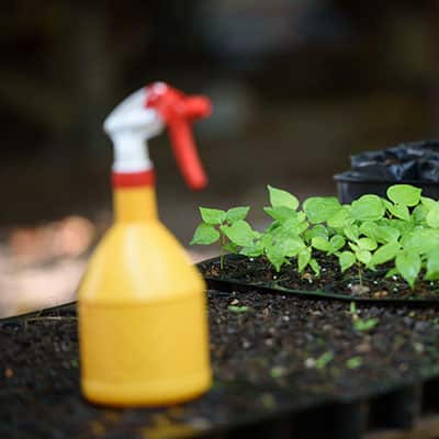 خرید انواع بذر گلخانه ای و بذر گلخانه ای گوجه و بذر گلخانه ای خیار و بذر ملون گلخانه ای و بذر بادمجان گلخانه ای و بذر فلفل گلخانه ای - کودهای مایع