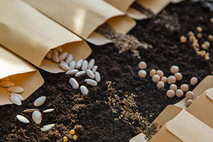 خرید اینترنتی انواع بذر صیفی جات خارجی اصلاح شده مرغوب و فروش اینترنتی بذر صیفی جات و سبزیجات و خاص و ایرانی و فروش عمده و لیست قیمت - مشخصات بذر مورد نظر