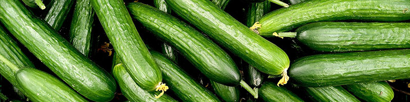 خرید اینترنتی انواع بذر صیفی جات خارجی اصلاح شده مرغوب و فروش اینترنتی بذر صیفی جات و سبزیجات و خاص و ایرانی و فروش عمده و لیست قیمت - بذر خیار