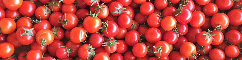 خرید اینترنتی انواع بذر صیفی جات خارجی اصلاح شده مرغوب و فروش اینترنتی بذر صیفی جات و سبزیجات و خاص و ایرانی و فروش عمده و لیست قیمت - بذر گوجه فرنگی