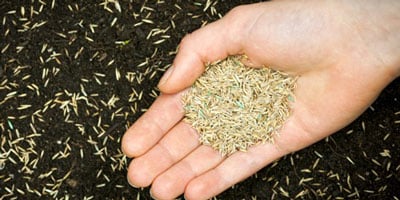 سایت فروش اینترنتی انواع بذر با کیفیت و فروش آنلاین انواع بذرهای ایرانی و خارجی مرغوب گلخانه ای و فضای باز به همراه مشاوره آنلاین - مقرون به صرفه بودن