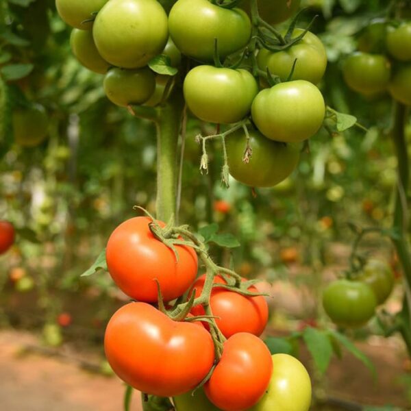 ARSIN آرسین گلخانه ای - Image 2