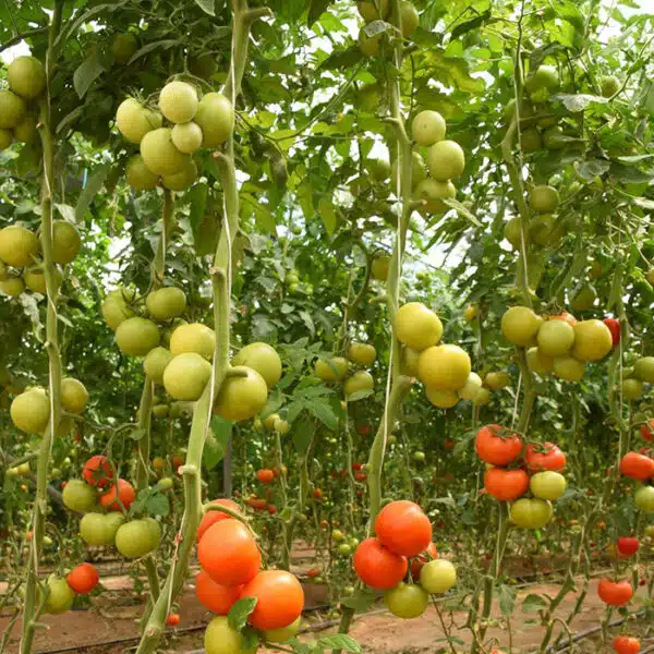 ARSIN آرسین گلخانه ای - تصویر 3