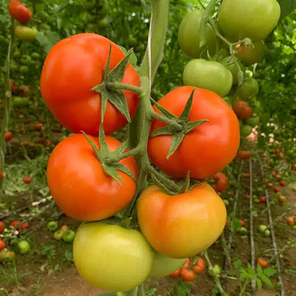 ARSIN آرسین گلخانه ای - تصویر 4