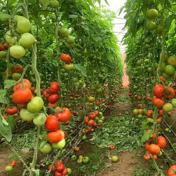 ARSIN آرسین گلخانه ای - تصویر 5
