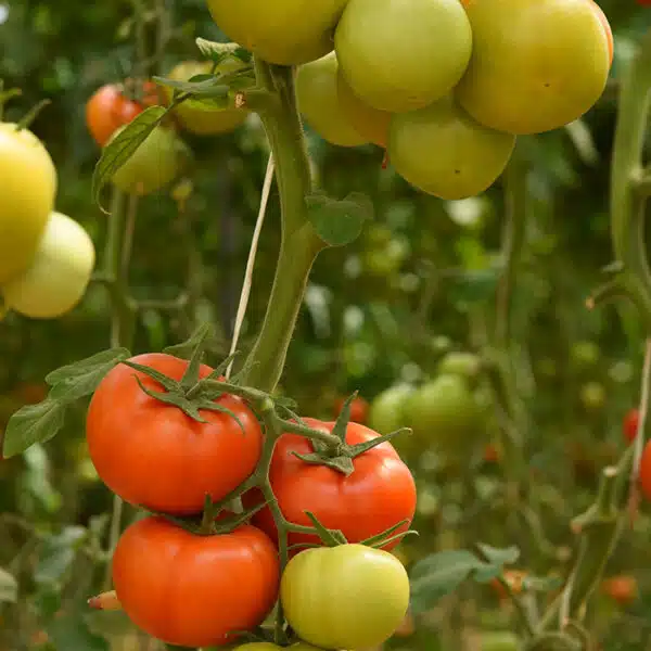 ARSIN آرسین گلخانه ای